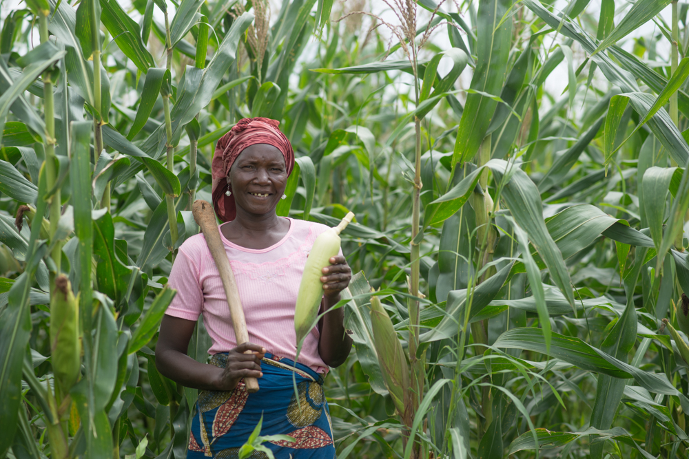 Women in farming project Agona Nyamoase - Ghana.